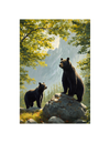 Seekers Series - Erin Hunter Book Stack