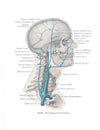 Structure and Function in Man - Jacob and Francone