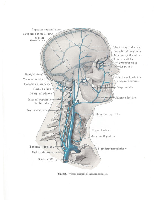 Structure and Function in Man - Jacob and Francone