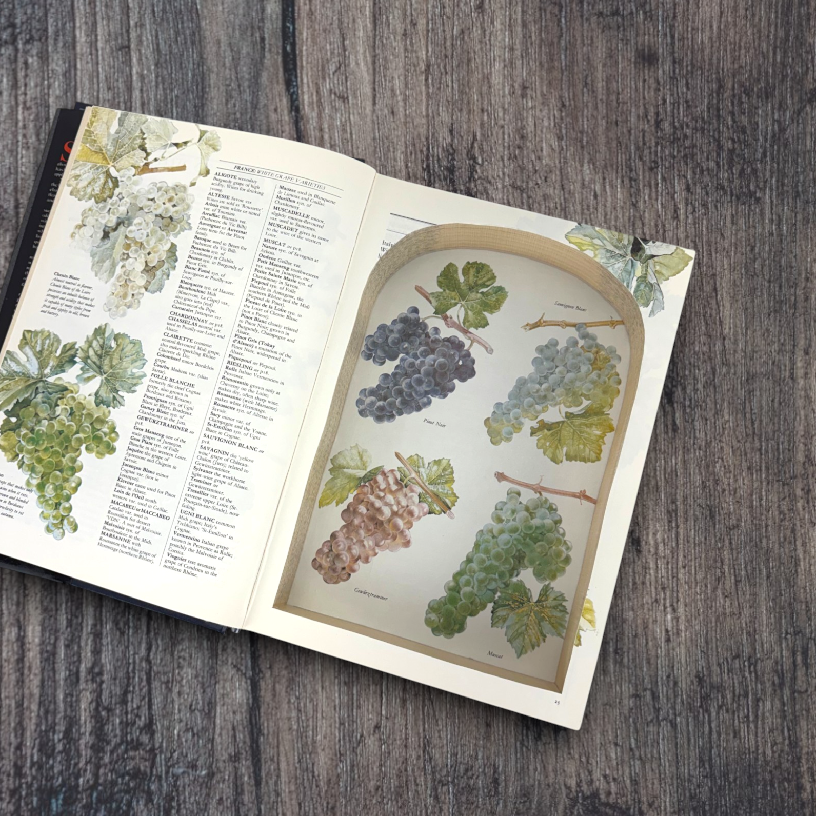 Hugh Johnson's Wine Companion - Second Edition